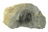 Diademaproetus Trilobite Fossil - Morocco #249892-2